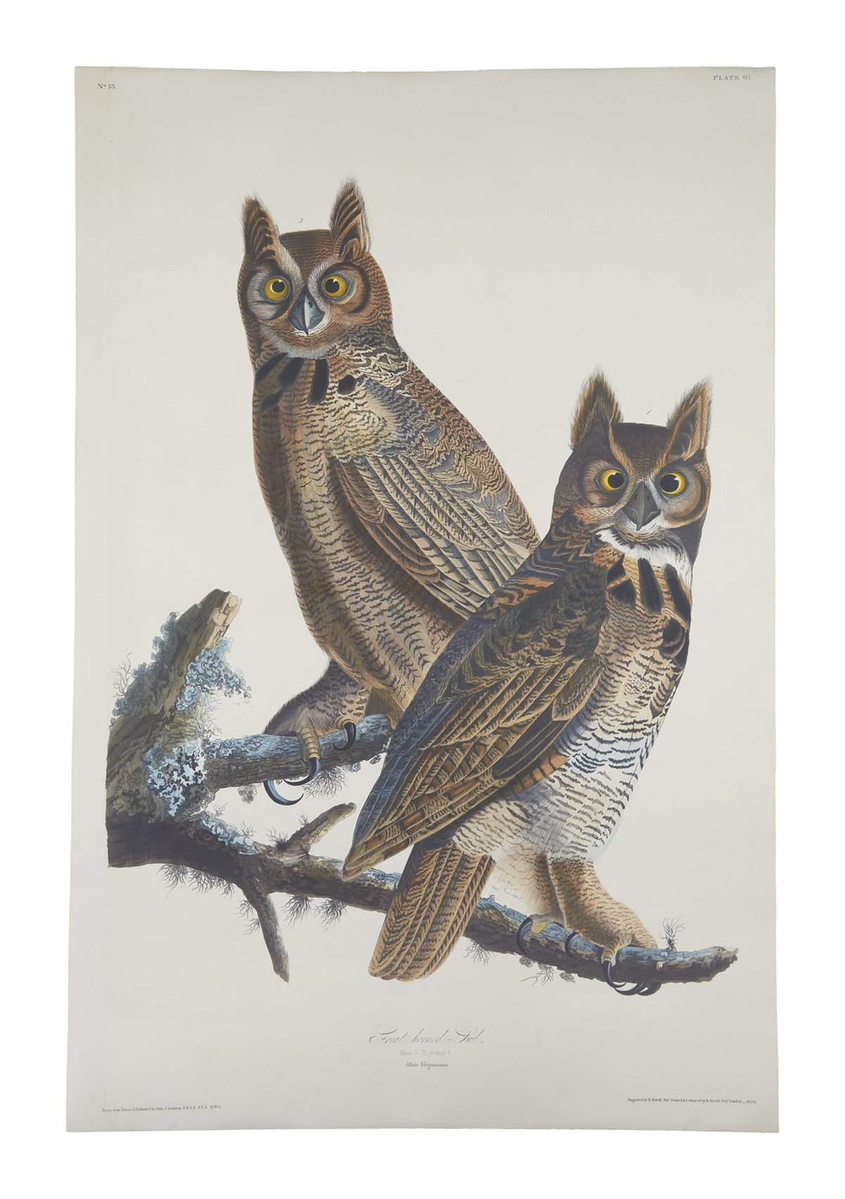 AUDUBON, JOHN JAMES. Great Horned Owl. Plate 61. [Variant 1.]